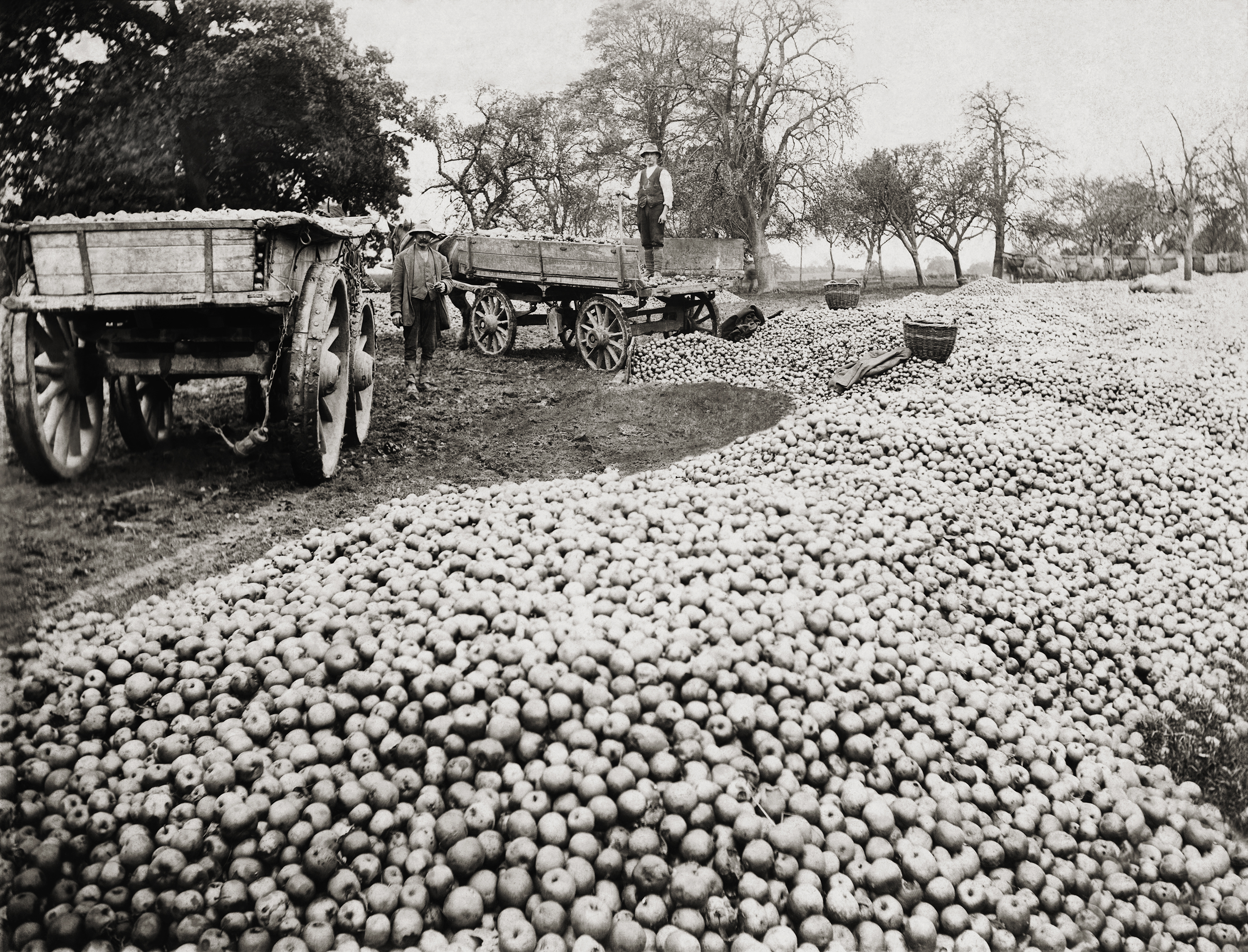 Weston Cider 000603